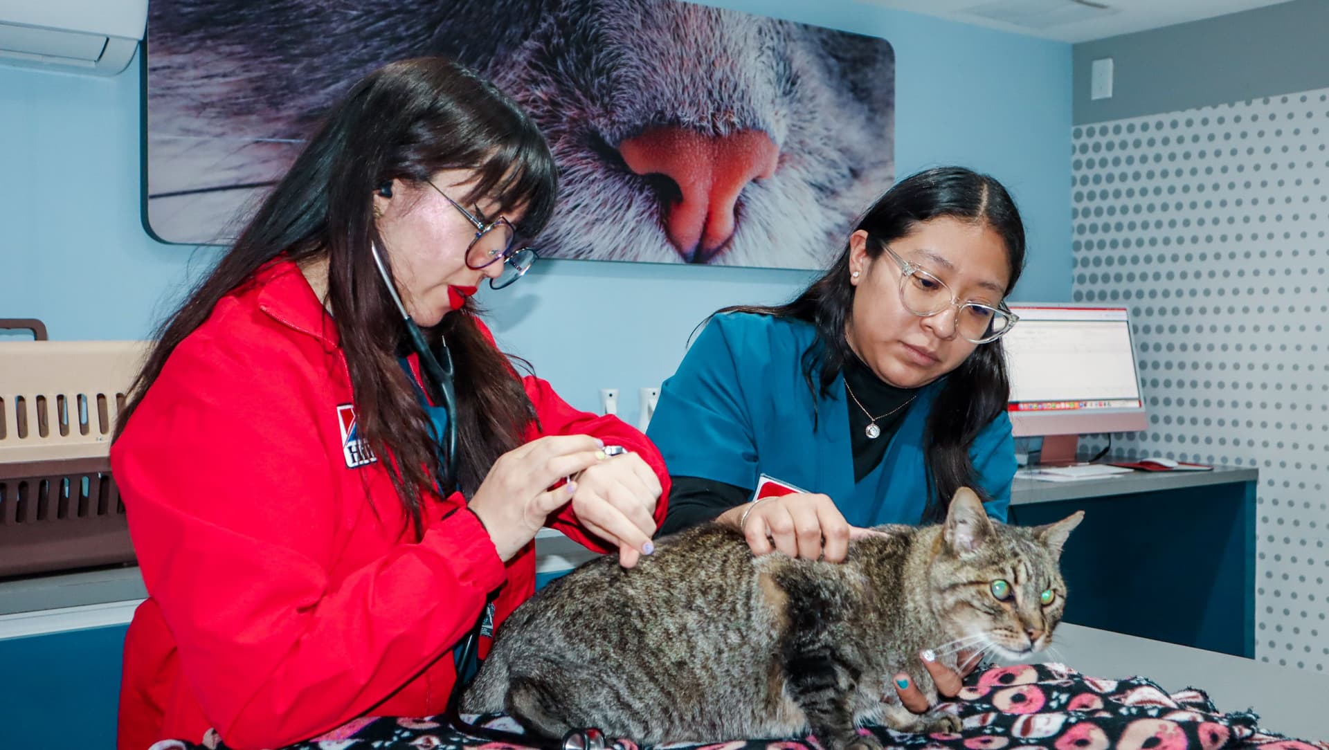 Marlovet Hospital de Especialidad en Gatos