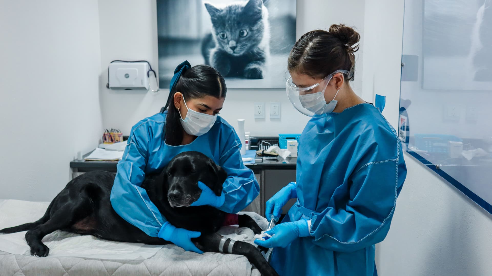 Marlovet Hospital de Especialidad en Perros