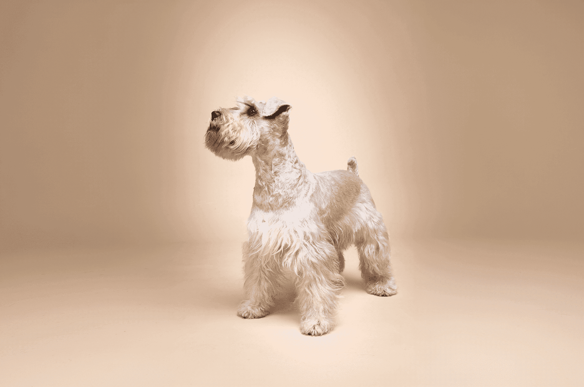 Susanito, el perro: del frío de las calles a embajador de la adopción