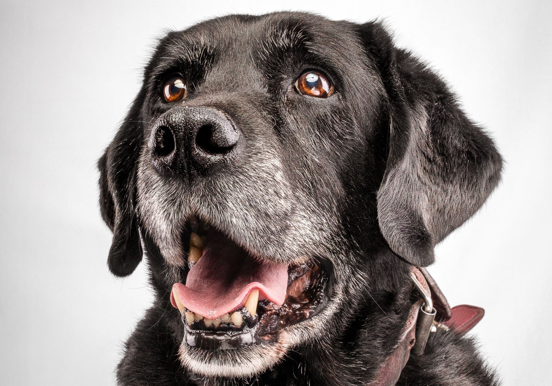Perros de servicio: tipos, entrenamiento y cómo funcionan