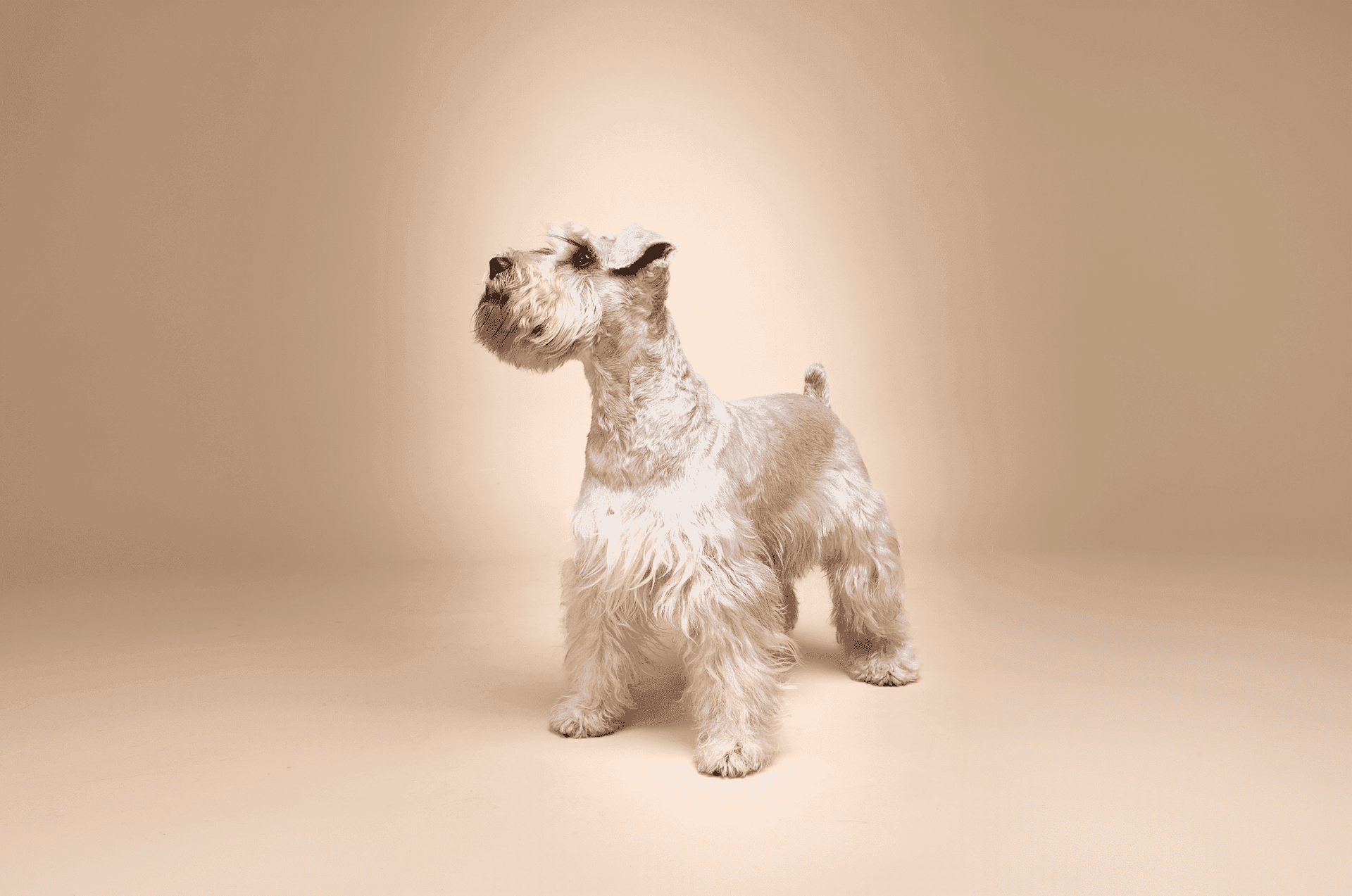 Susanito, el perro: del frío de las calles a embajador de la adopción