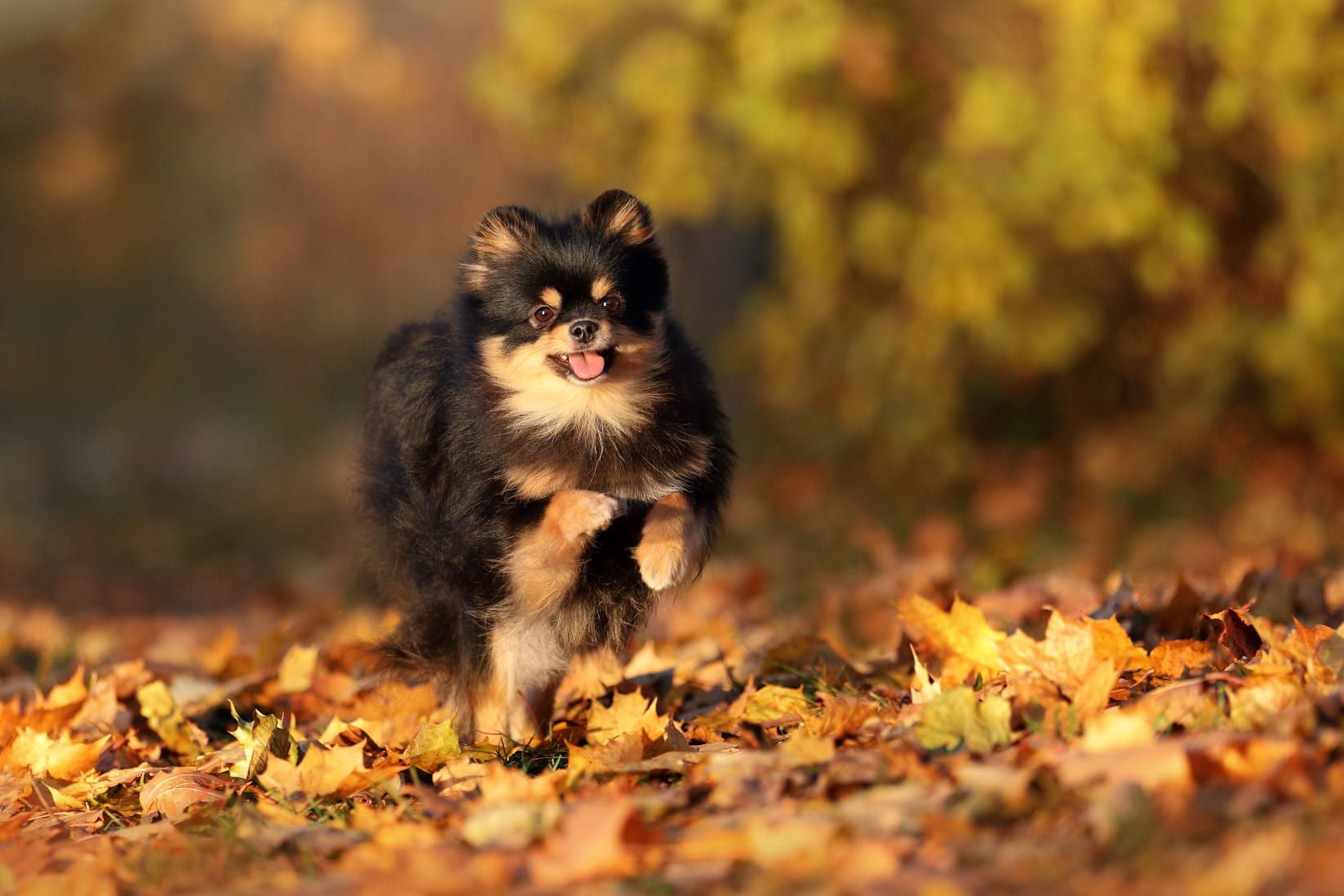 ¿Qué onda con tu Raza?