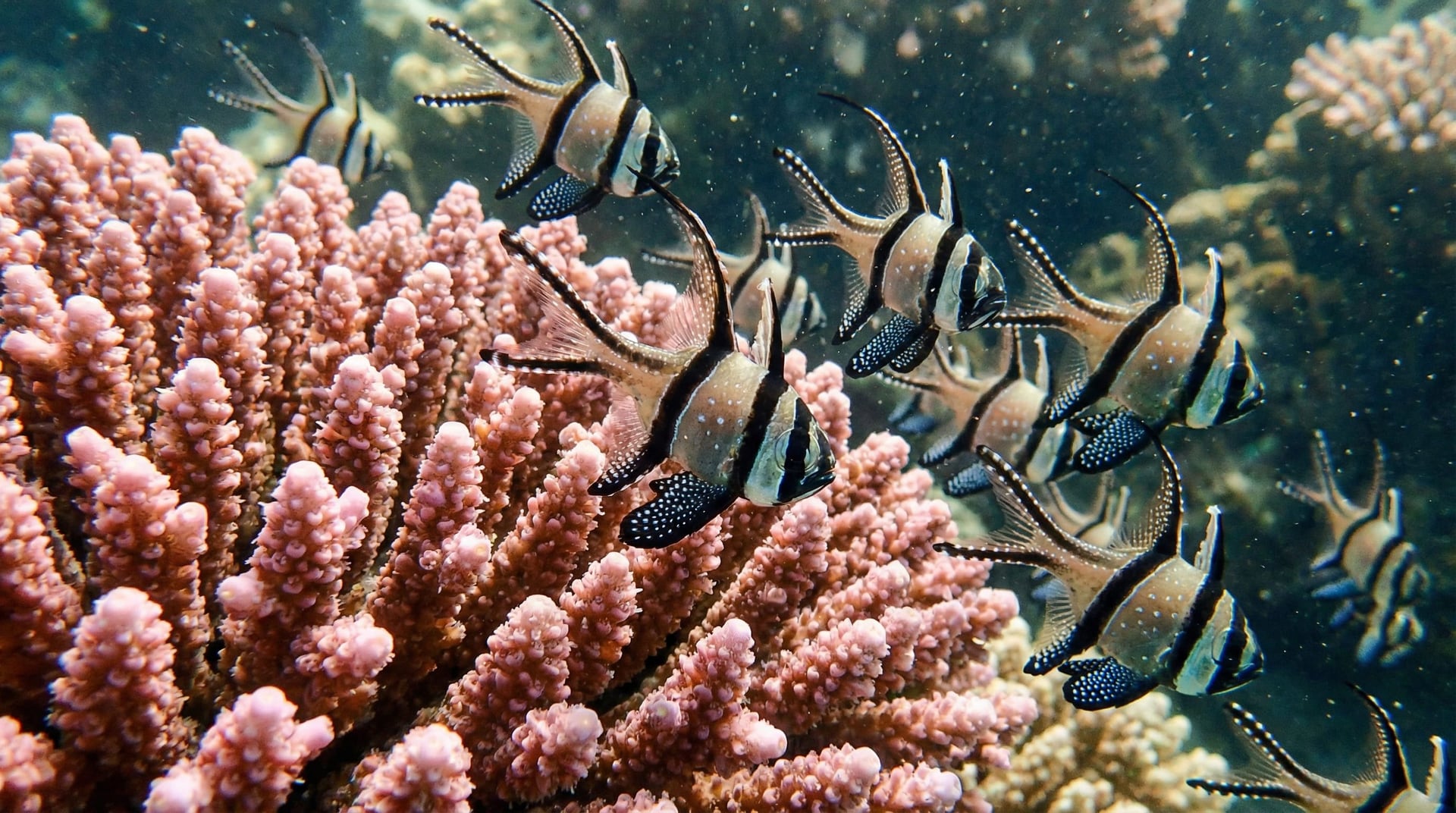 4 ALETAS. Guía para tener un acuario marino saludable en casa