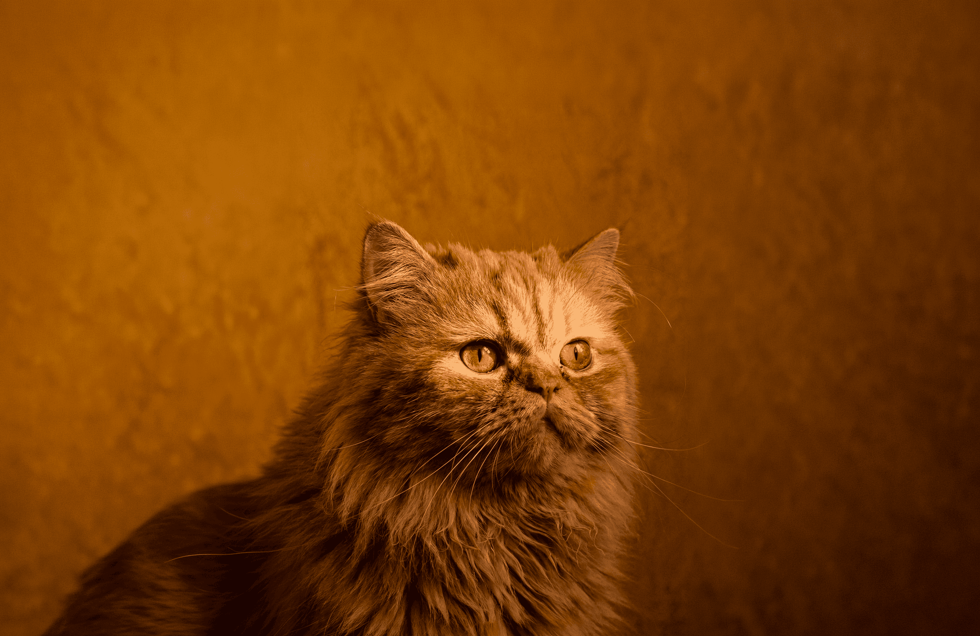 Gato Persa: El iraní que se volvió gabacho.