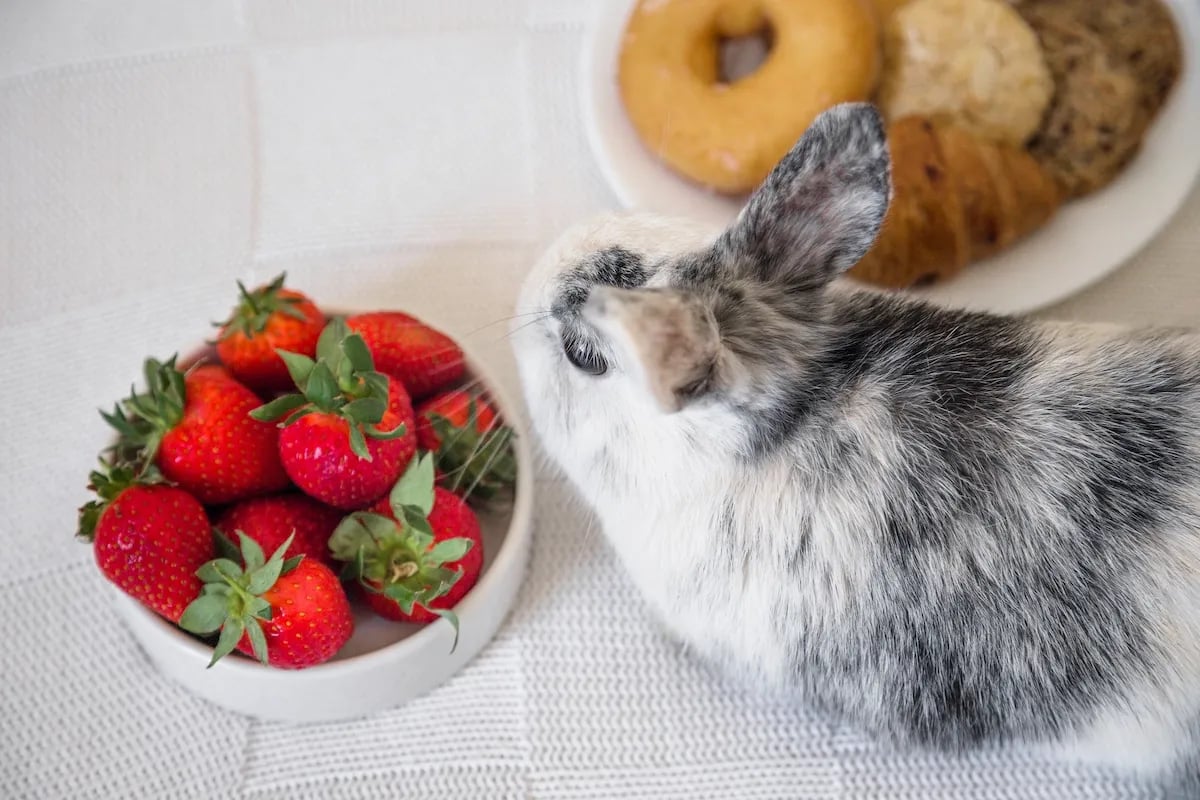 Mitos de la alimentación en conejos