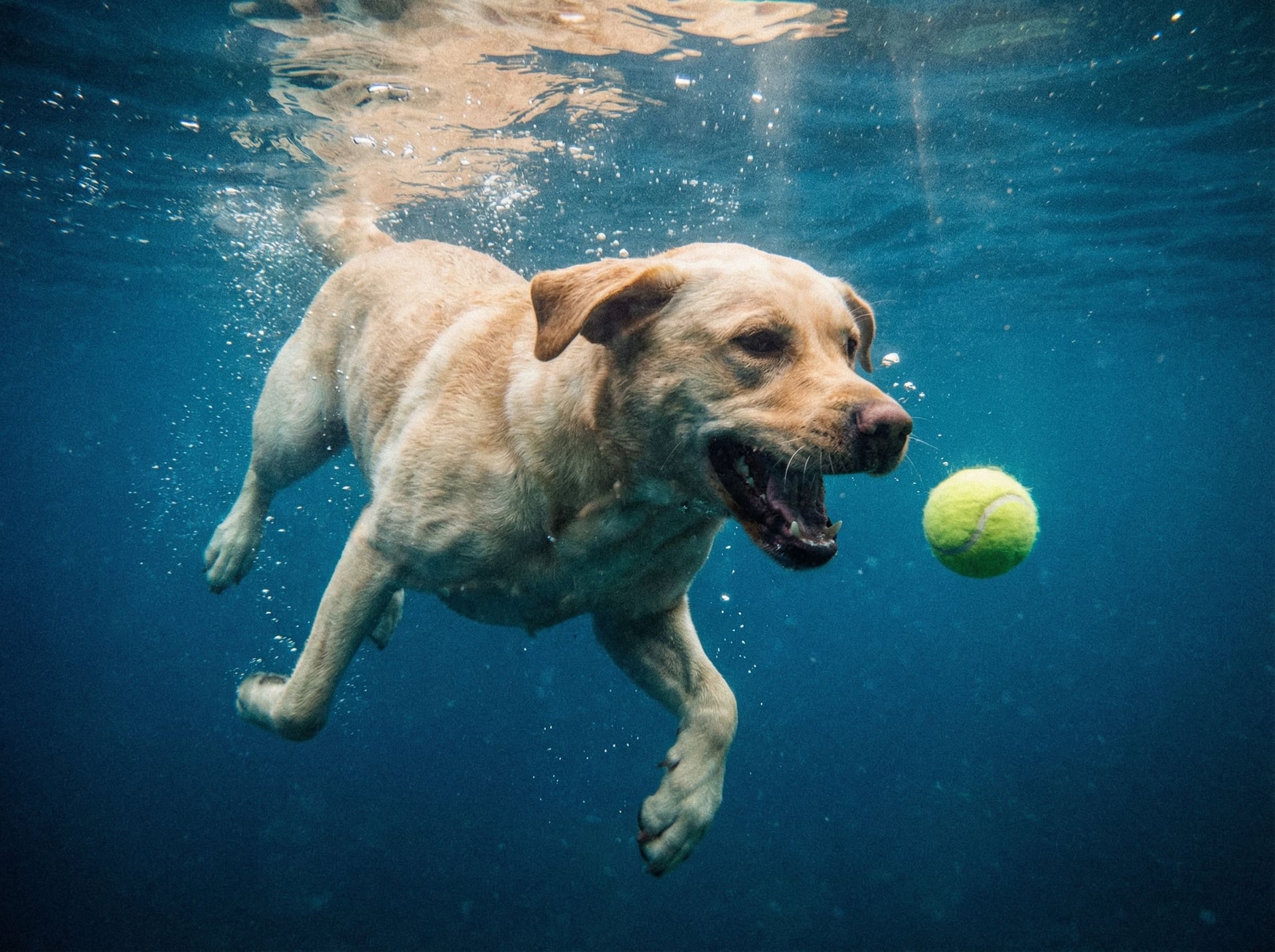 Raza Labrador Retriever: características, salud y cuidados esenciales