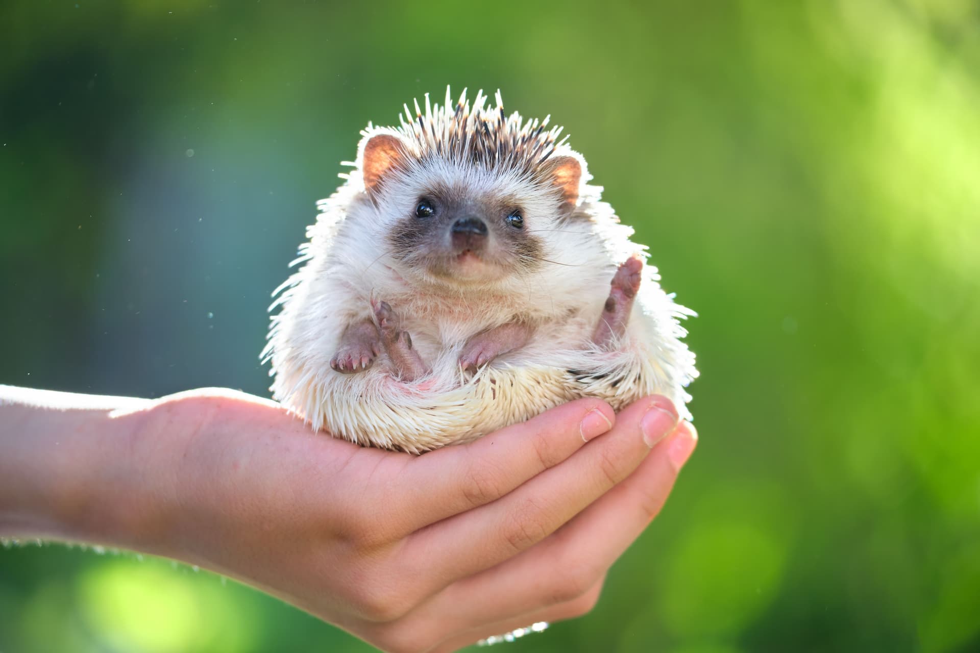 Cómo cuidar un erizo de tierra: higiene y cuidados básicos